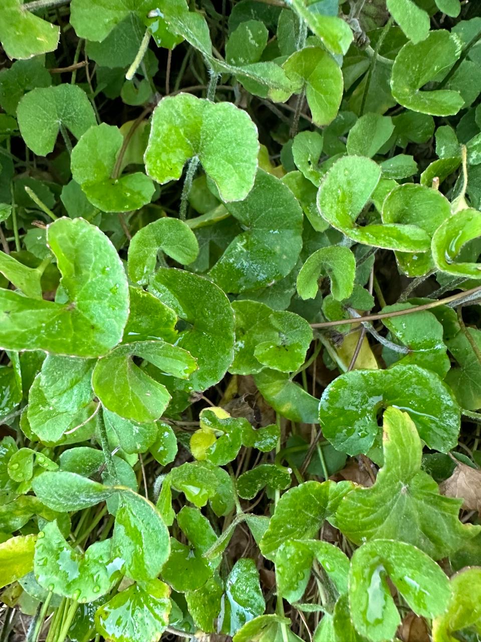 Centella Asiatica plant